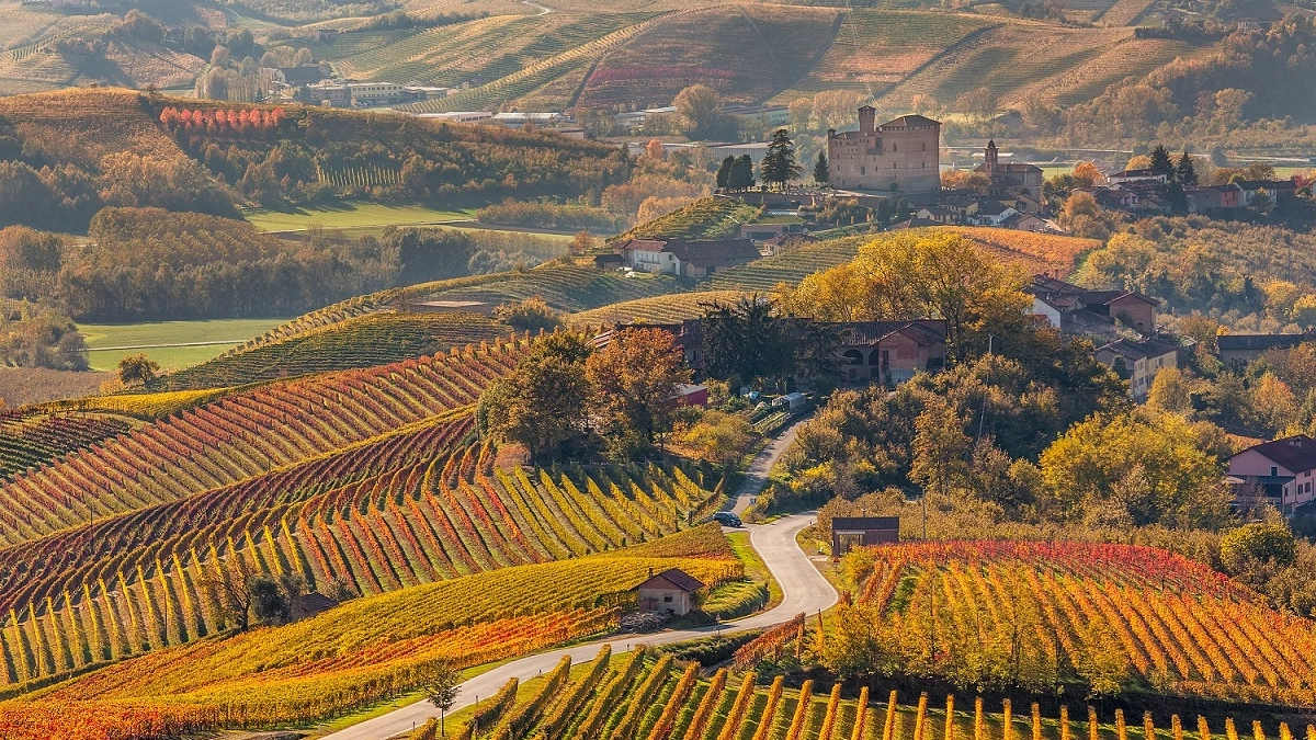 Road through autumnal vineyards.
