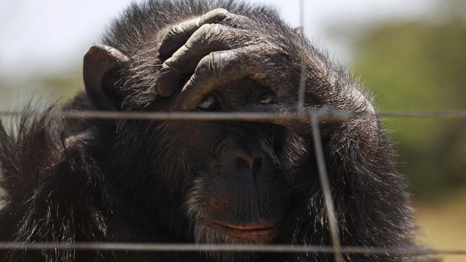 Scimpanzé in una foto Ansa