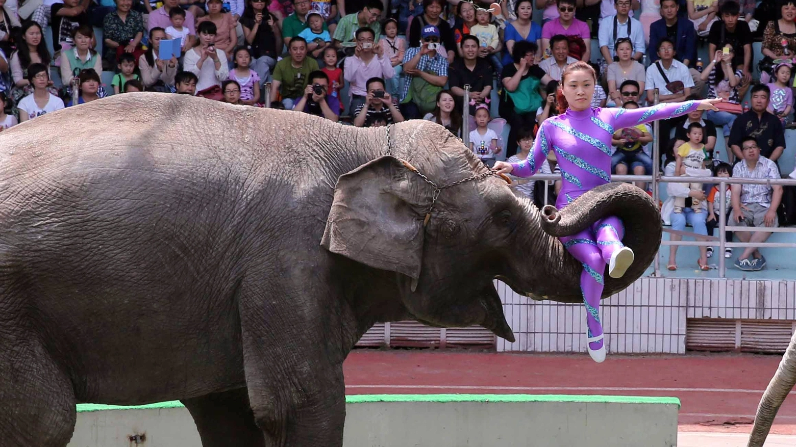 Elefante di un circo in una foto di repertorio (AFP)