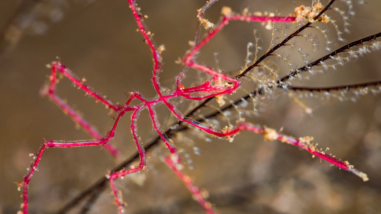 Un esemplare di ragno di mare (Foto: RibeirodosSantos/iStock)