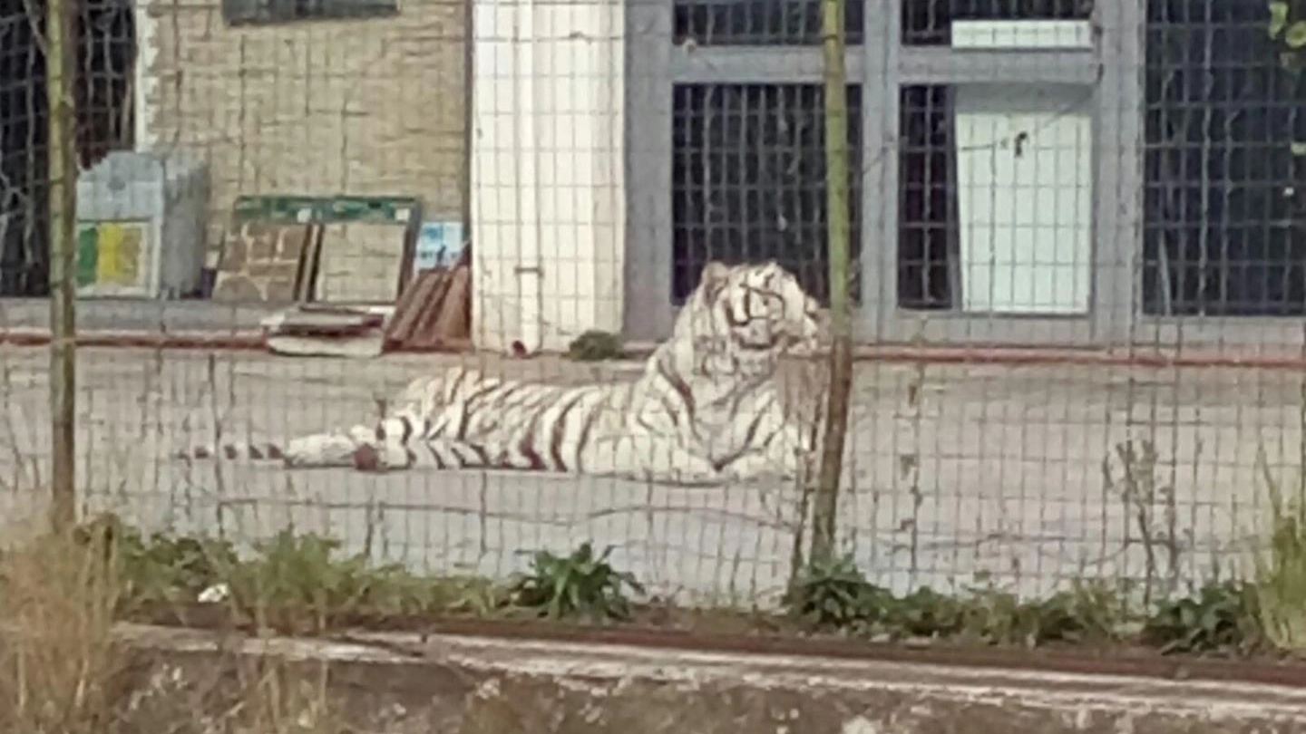 La tigre fuggita stamani da un circo a Monreale  (aNSA)