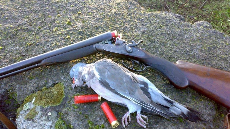 Uccellino ucciso da un cacciatore