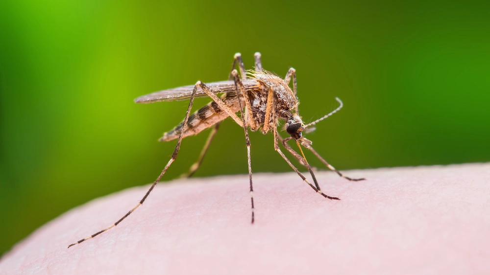 Una zanzara (foto d'archivio)