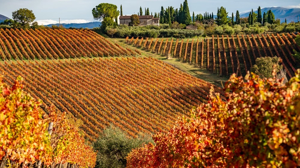 Sagrantino Wine Vineyards in autumn, Montefalco, Umbria, Italy