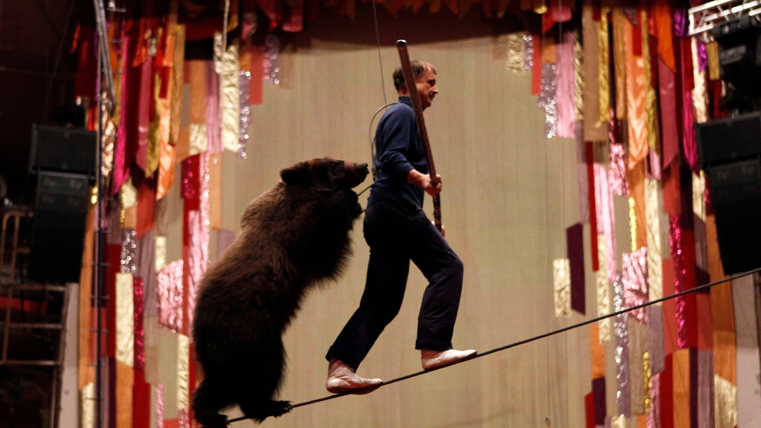 Orso in un circo in una foto Reuters