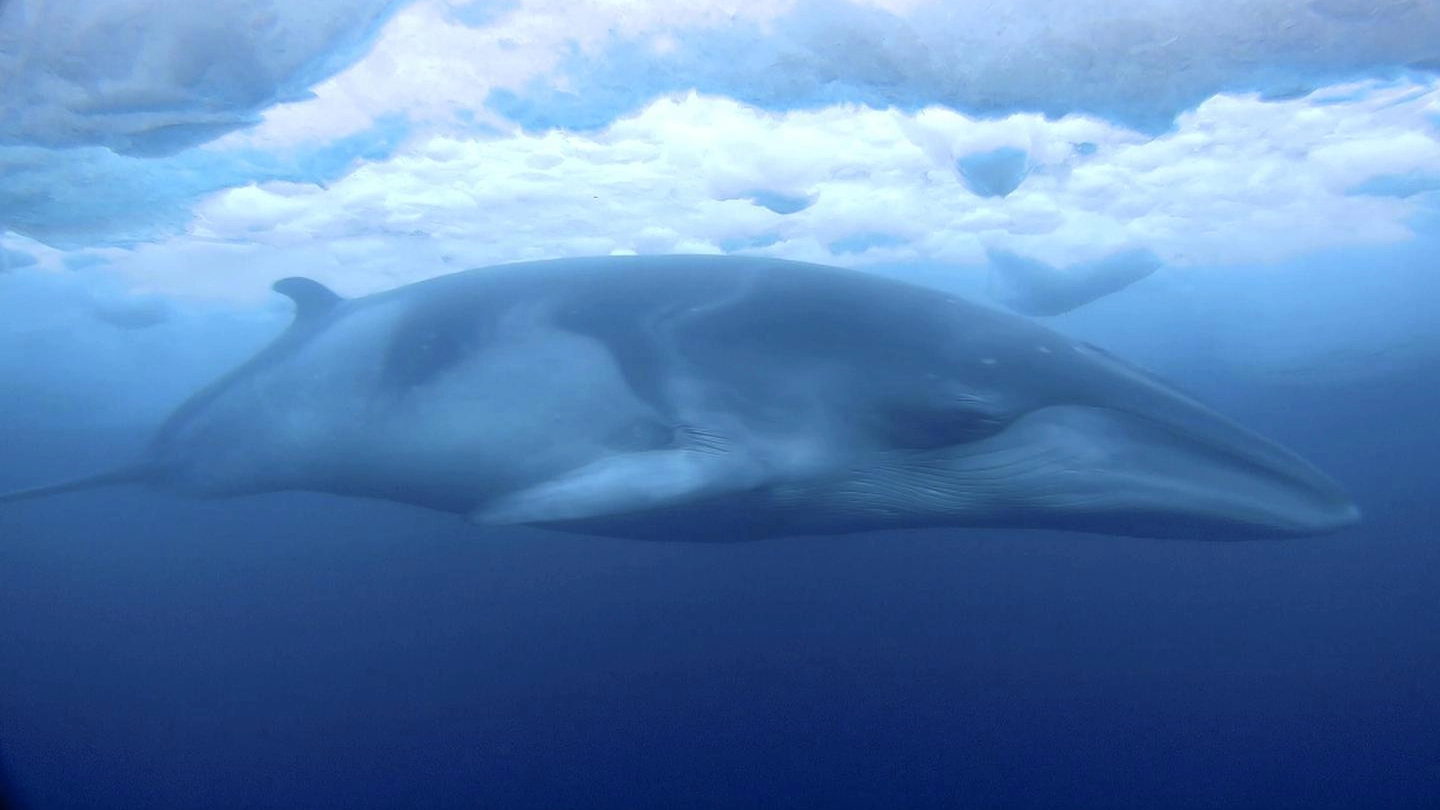 Una balena nei ghiacci dell'Artico (Ansa)