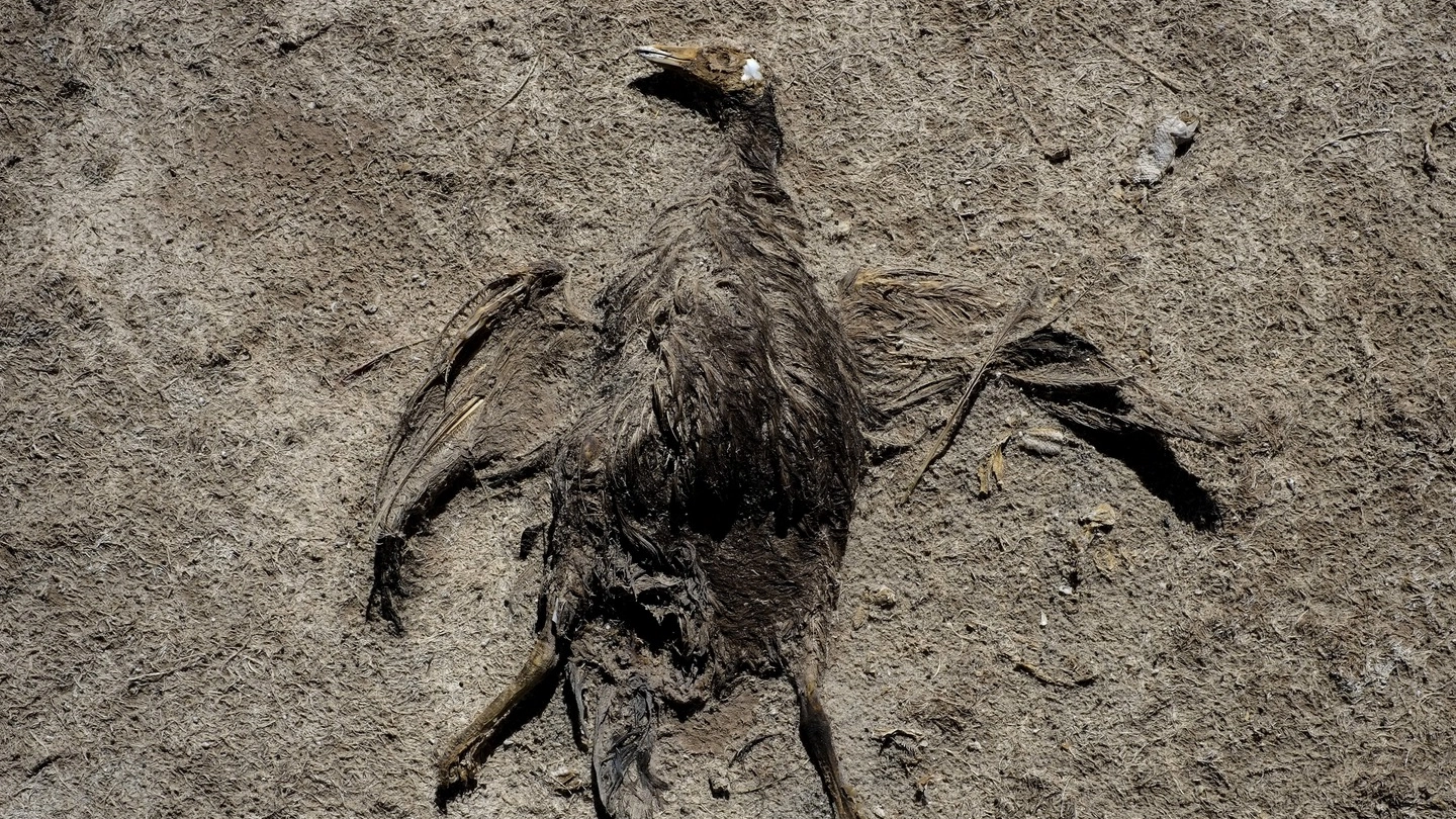 Uccello morto di sete in una foto Lapresse