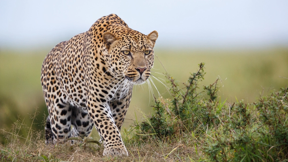 Gli ospiti di un ristorante del Sudafrica hanno ricevuto la visita di un leopardo