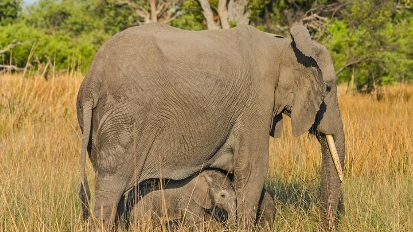 Boswana, strage di elefanti: trovate 87 carcasse