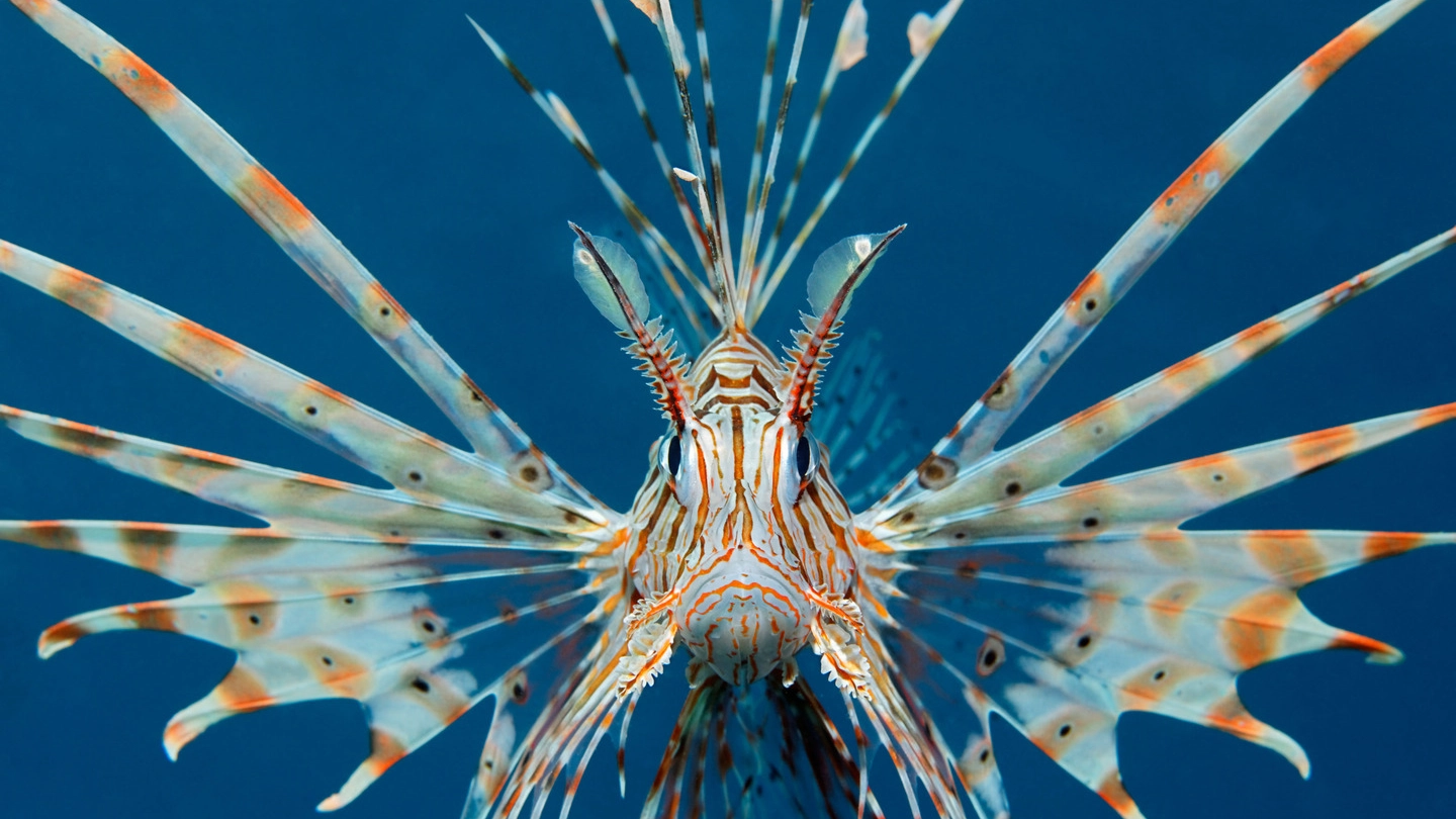 Pesce scorpione (foto Olycom)
