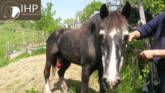 Mirko, il cavallo operato d'urgenza grazie all'intervento di IHP