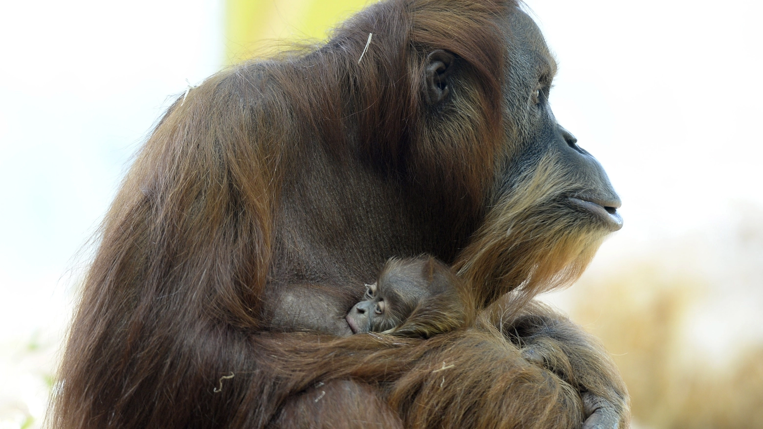 Orango con il cucciolo in una foto AFP