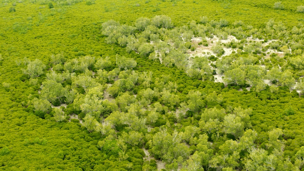  Una nuova foresta pluviale scoperta in Mozambico - foto christophe cerisier istock