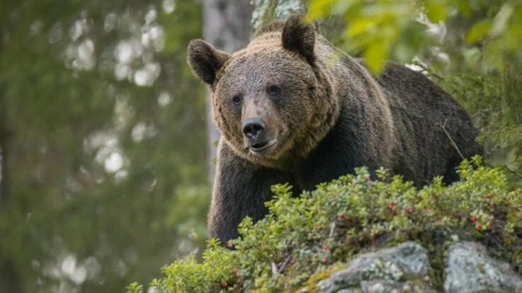 Trovato morto un orso della ‘lista nera’  Gli animalisti accusano la Provincia