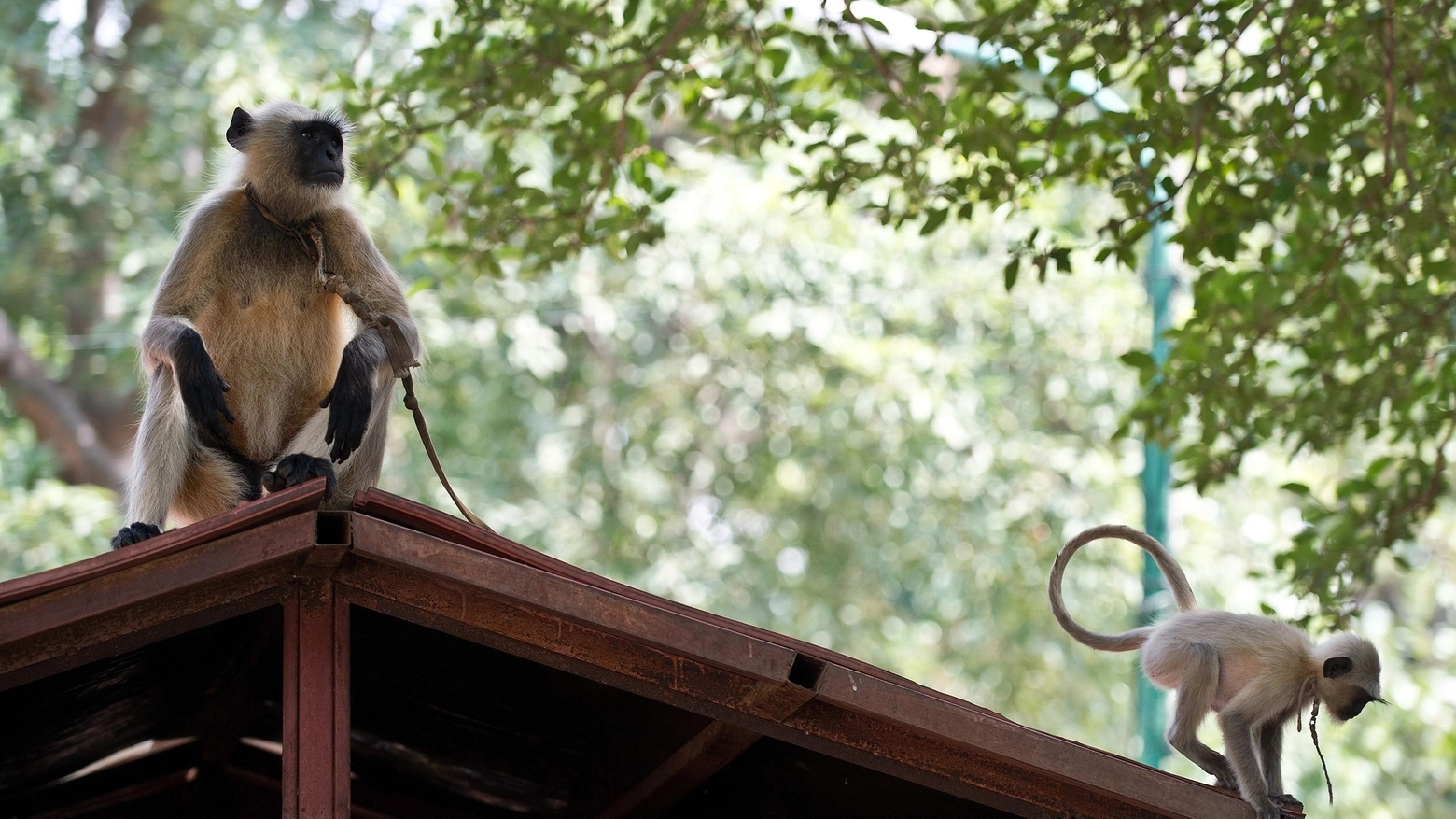 Scimmia a New Delhi (AFP Photo)