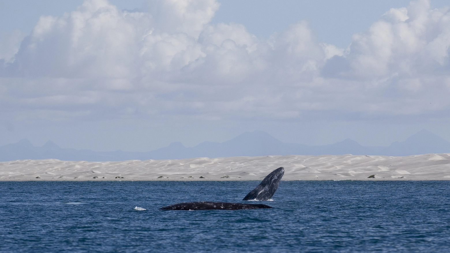 Balena in una foto Ansa