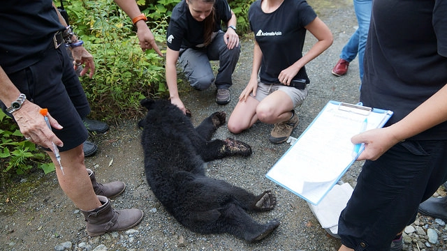 L'orsetta salvata da Animals Asia