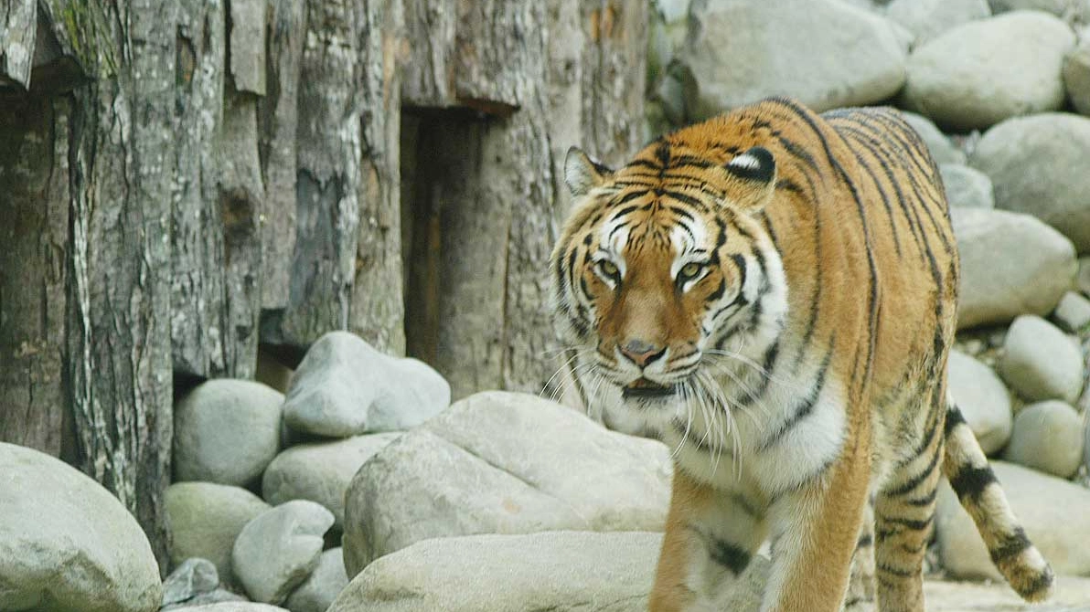 Una tigre in cattività, foto di repertorio (Castellani)