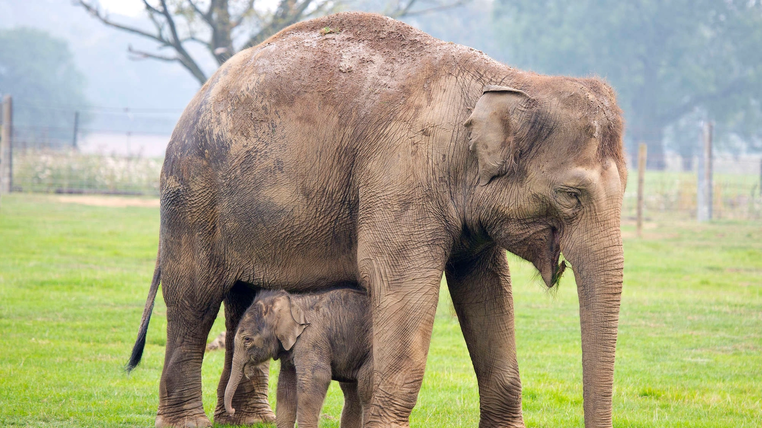 Elefantino con la mamma in una foto Olycom
