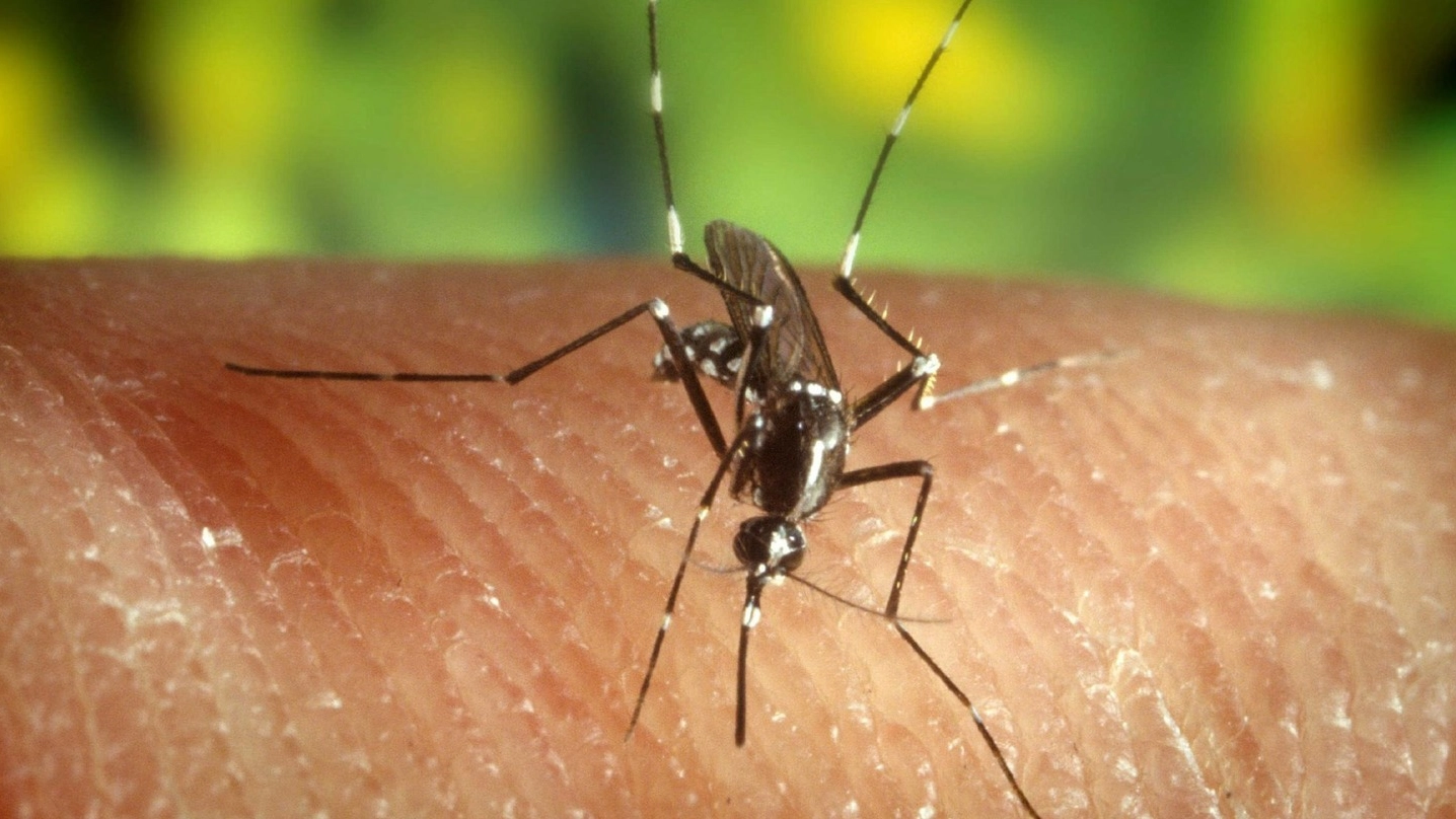 Una zanzara (foto d'archivio Ansa)