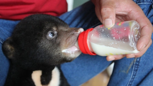 Murphy mangia con il biberon accudito dai volontari di Animals Asia