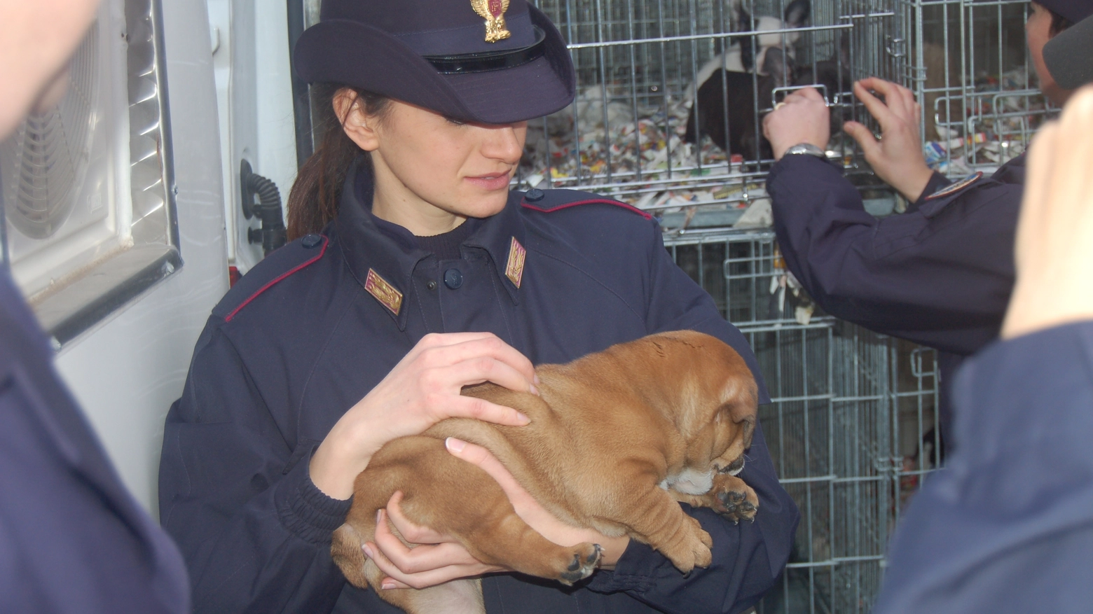Sequestro di cuccioli a Rovigo da parte della Polstrada 