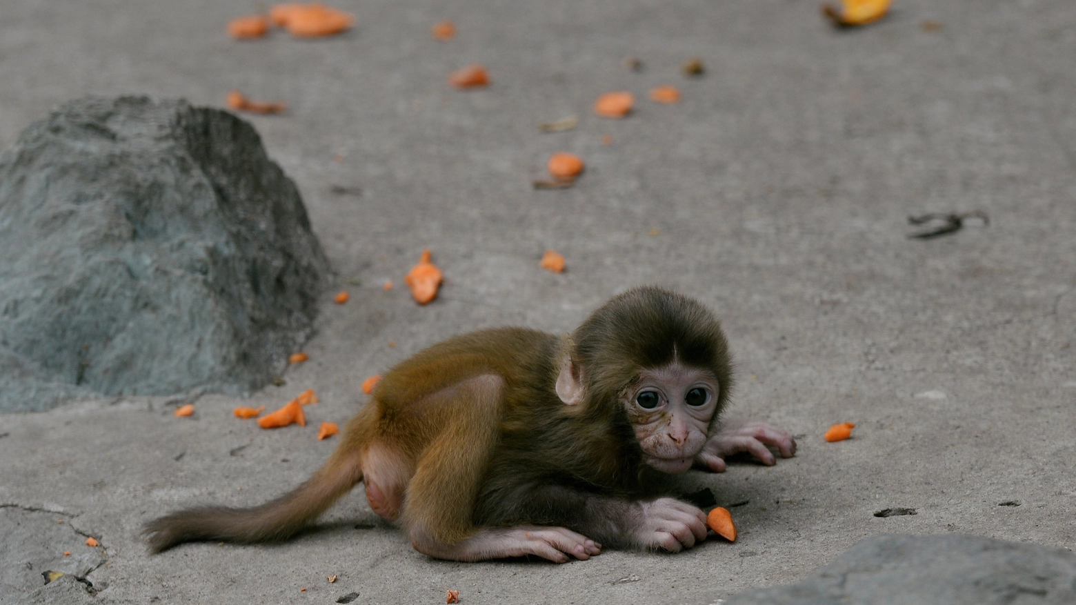 Cucciolo di macaco in una foto AFP