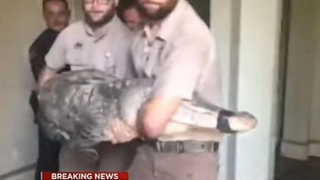 L'alligatore di tre metri trovato nel soggiorno di una casa (da youtune)