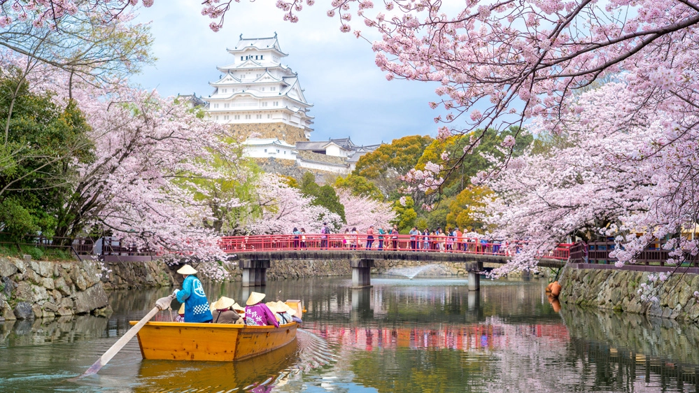 Giappone, ciliegi in fiore intorno al Castello di Himeji