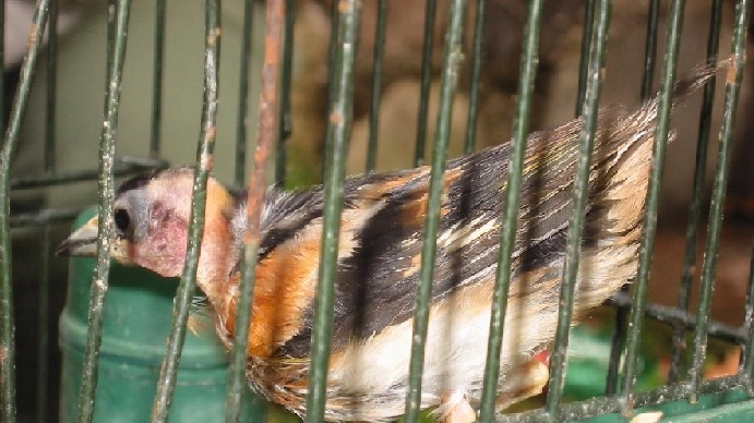 Uccello da richiamo in una minuscola gabbia