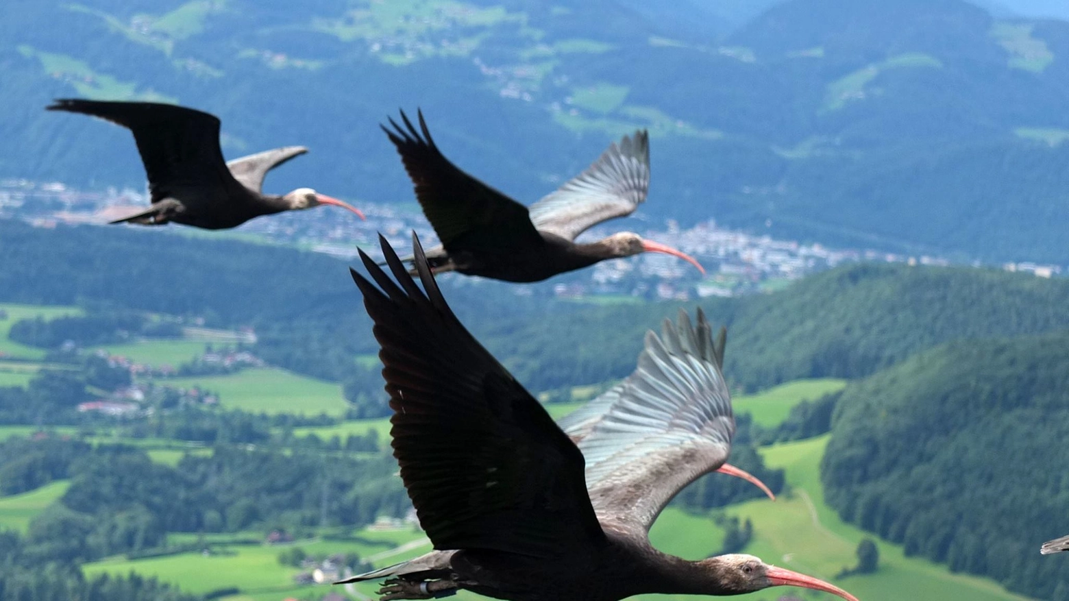 Il volo dell'Ibis eremita nei cieli della Toscana