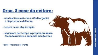 Orsi Trentino, il Consiglio di Stato dà ragione agli animalisti. “JJ4 e MJ5 sono salvi” (per ora). L’ordinanza in Pdf