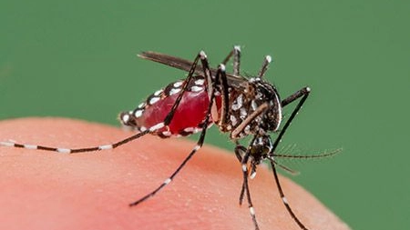 La Dengue si diffonde tramite le zanzare