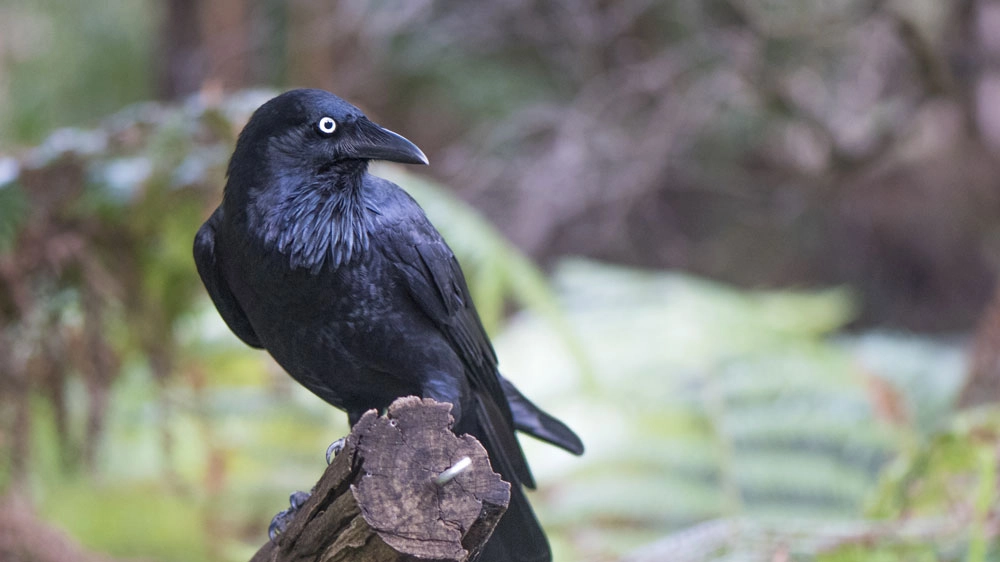 L'intelligenza dei corvi della Nuova Caledonia