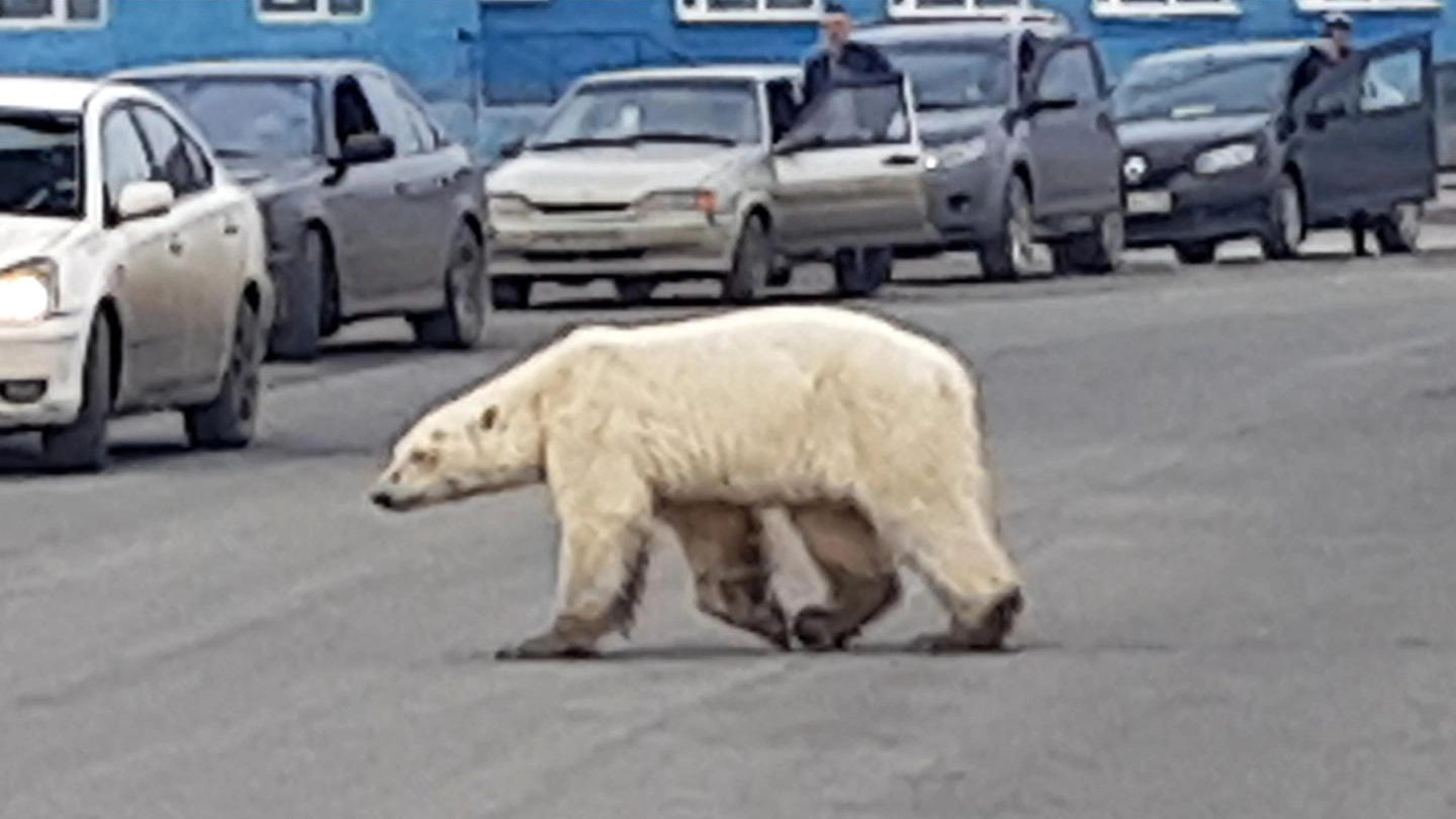 L'orsa polare arrivata in città (Ansa)