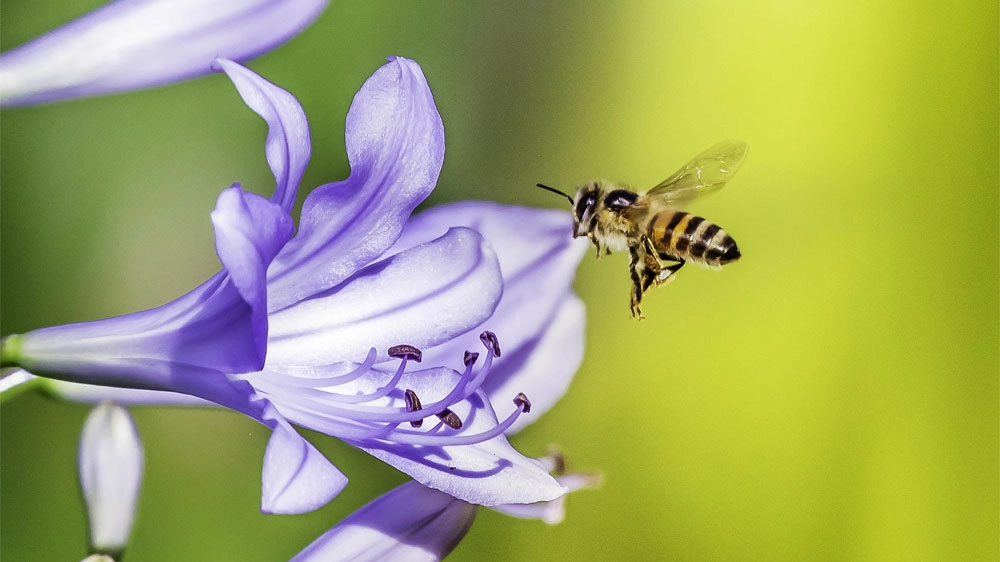 I petali dei fiori percepiscono il battito d'ali delle api
