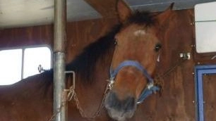 Scandiano, Il cavallo Uirapuru: con la pet-therapy“ aiuterà i disabili