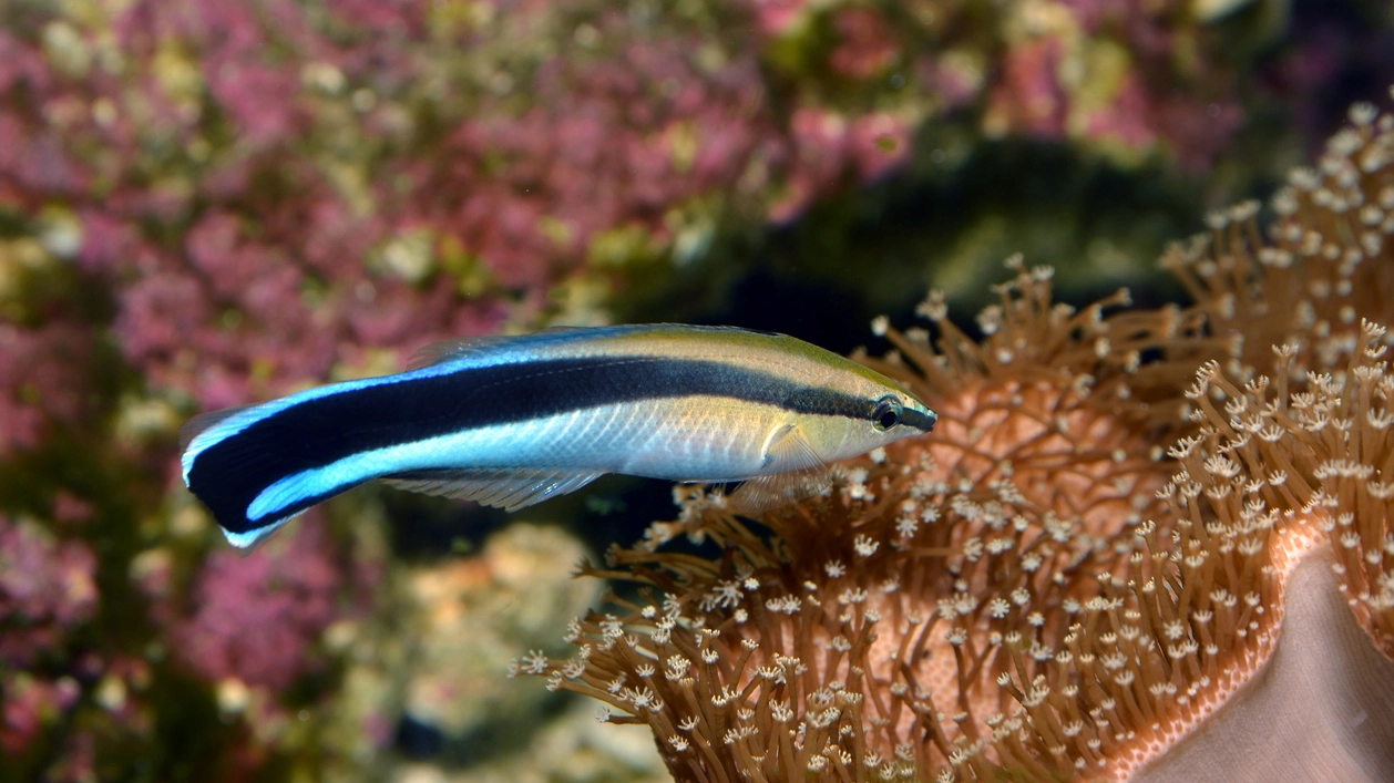 Il pesce pulitore di Bluestreak