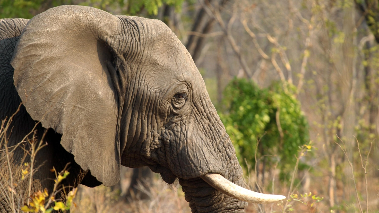 Elefante africano in una foto Ansa