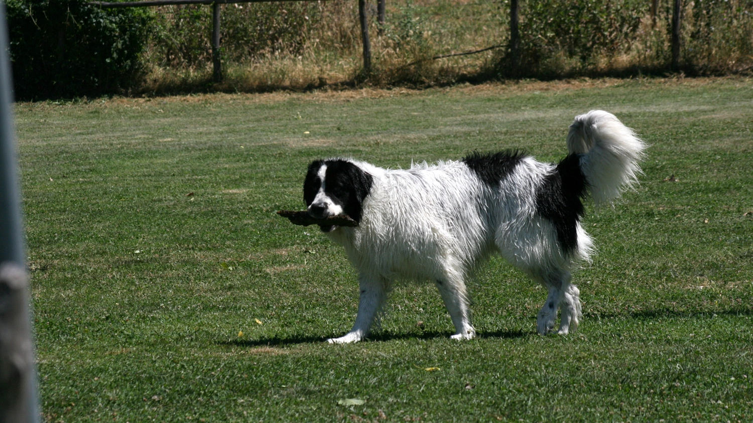 Cane al parco in una foto L.Gallitto