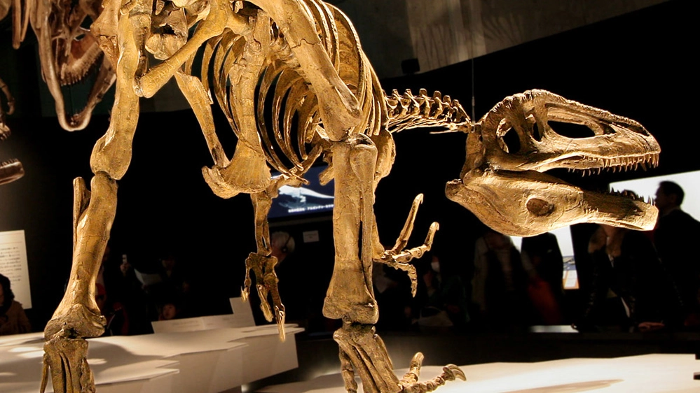 La ricostruzione di uno scheletro di Megaraptor - Foto: CC wikipedia/FunkMonk