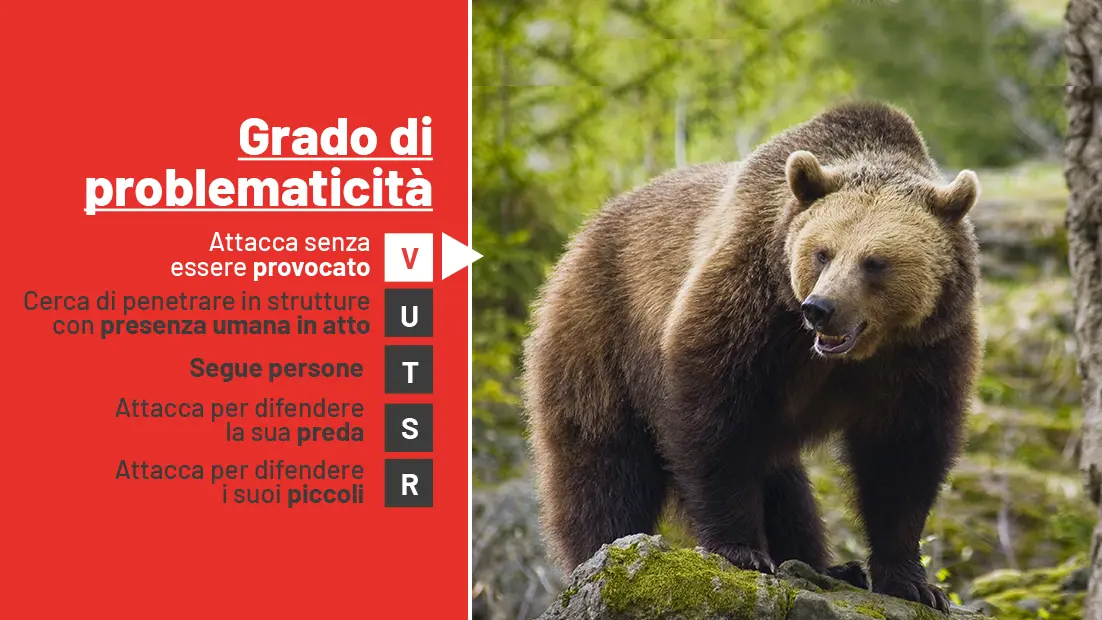 Lupi e orsi: da oggi in Tirolo via libera all'abbattimento degli esemplari  problematici