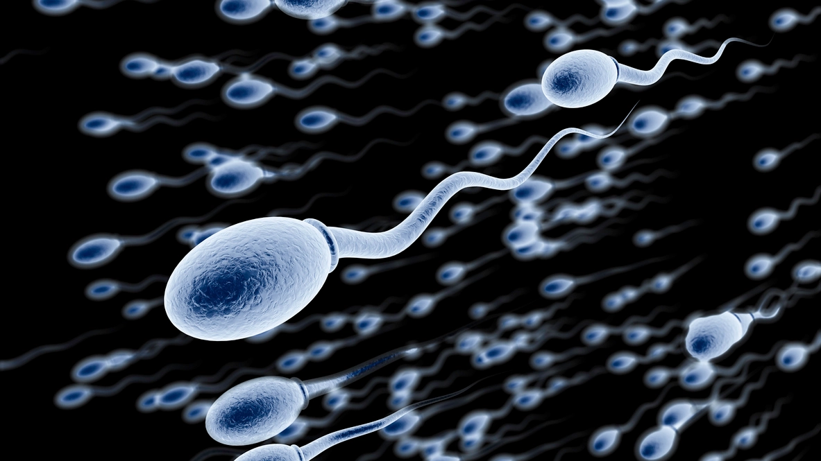 Gli spermatozoi sono sempre di meno (Foto: Raycat/iStock)