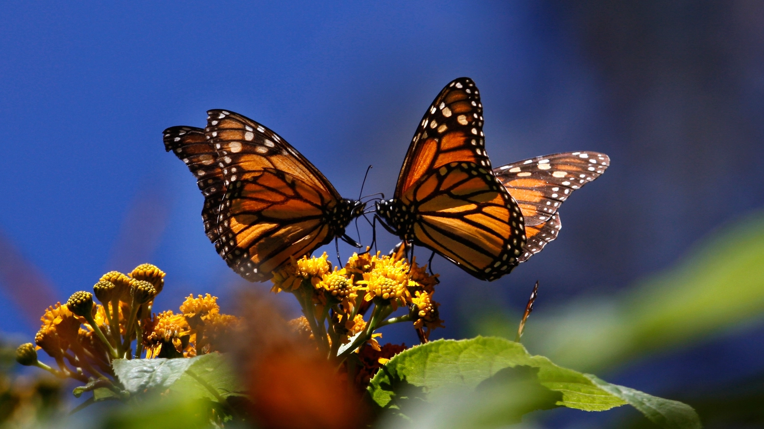Farfalle monarca (Foto AP)