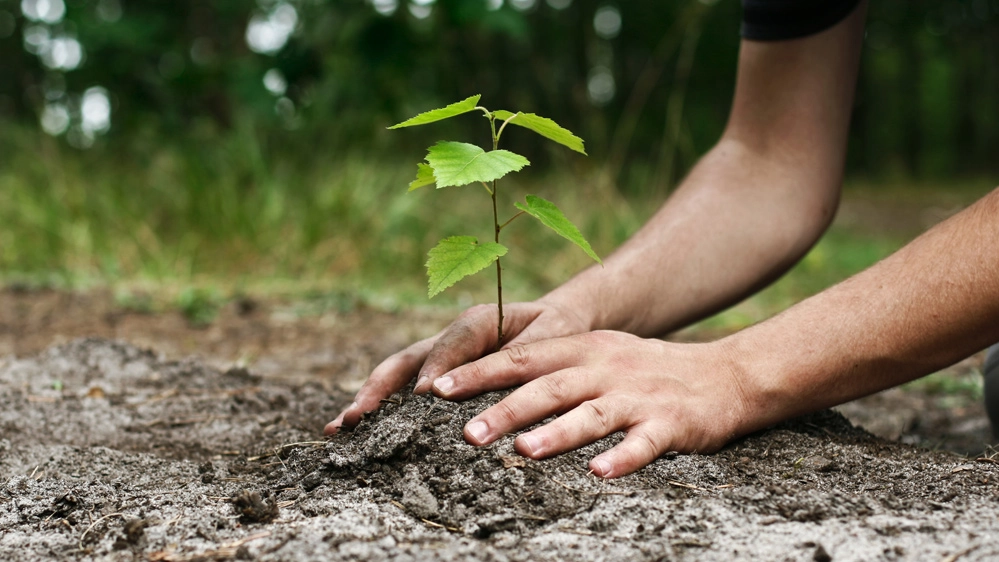 Piantare nuovi alberi contribuisce a compensare le emissioni di CO2