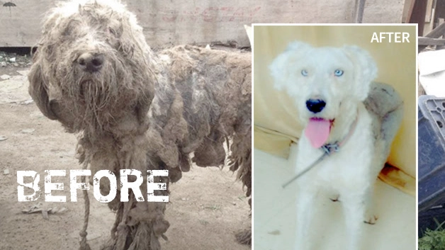 La trasformazione del cagnolino salvato in Cina