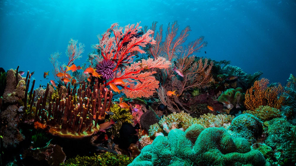 I coralli sono a rischio estinzione