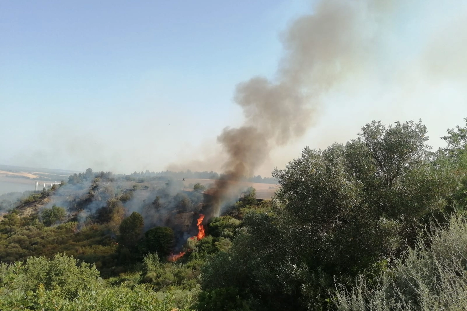 Incendi, in fiamme il bosco di Minervino Murge in Puglia (Foto Ansa)