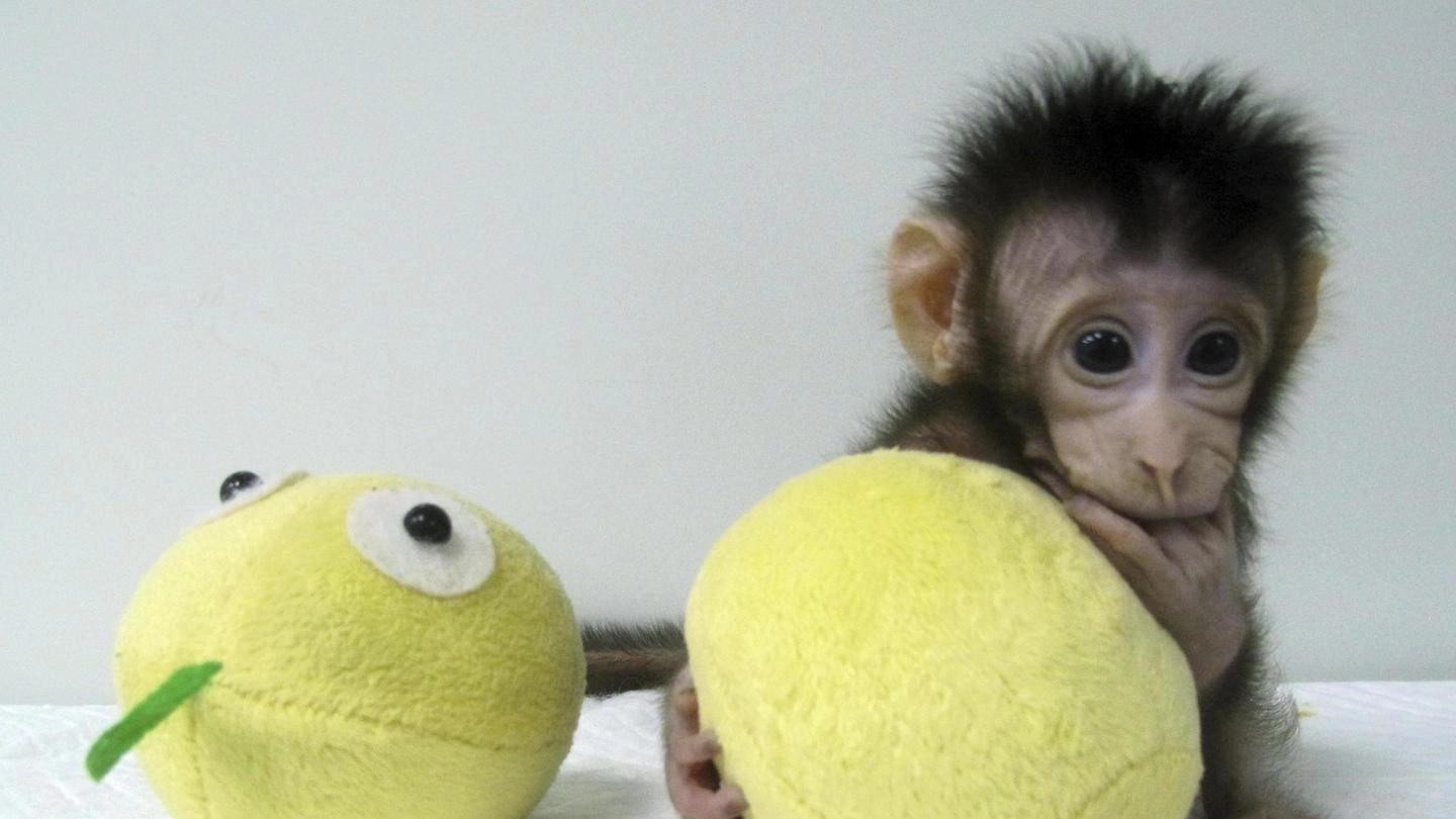 Zhong Zhong, la scimmia clonata con la tecnica della pecora Dolly (Ansa)
