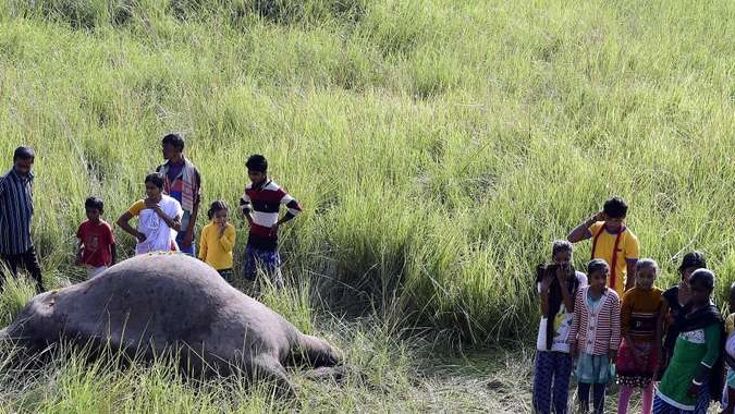 India: treno travolge elefanti in Assam